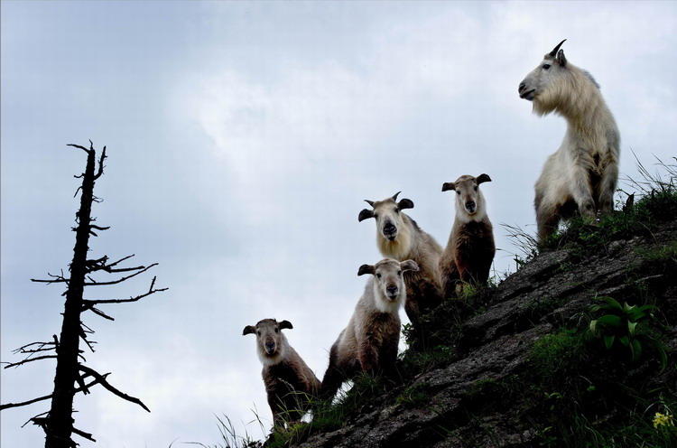 Animals as art in the Qinling Mountains