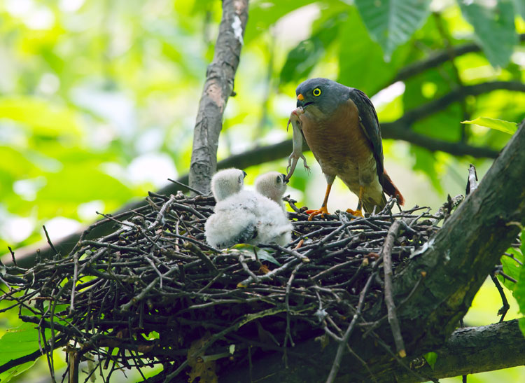 Capturing beauty of birds in the wild