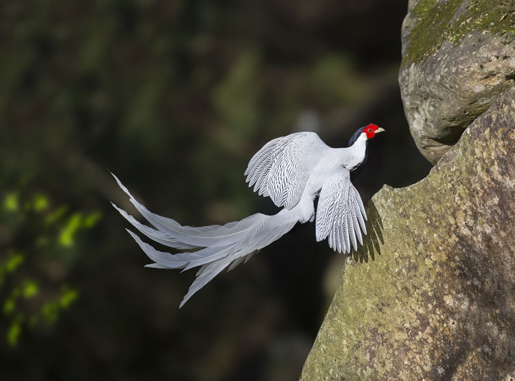 Taking flight with birds for 22 years