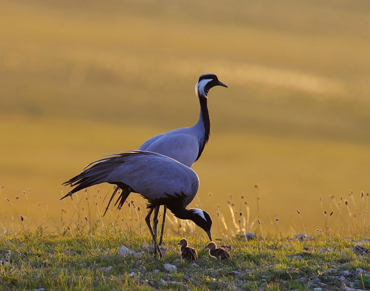 Taking flight with birds for 22 years