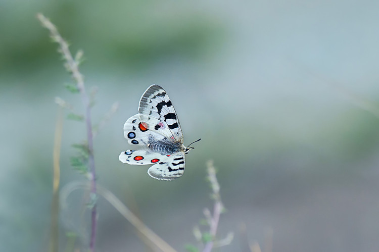 Joy and sorrow of shooting in the wild