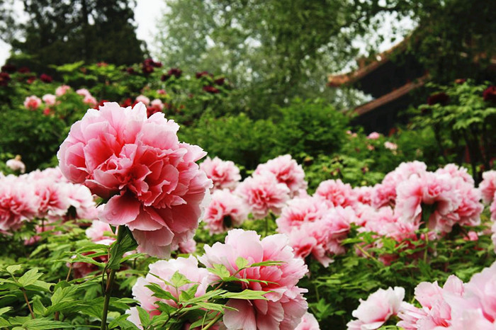 Luoyang, the peony paradise