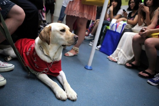 Should guide dogs be allowed on the subway?