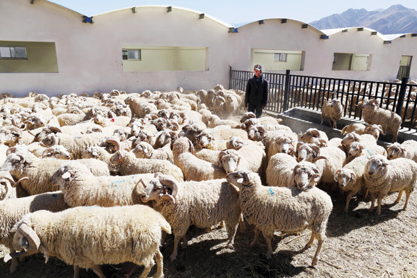 Official tries to pull wool over the eyes with sheep excuse