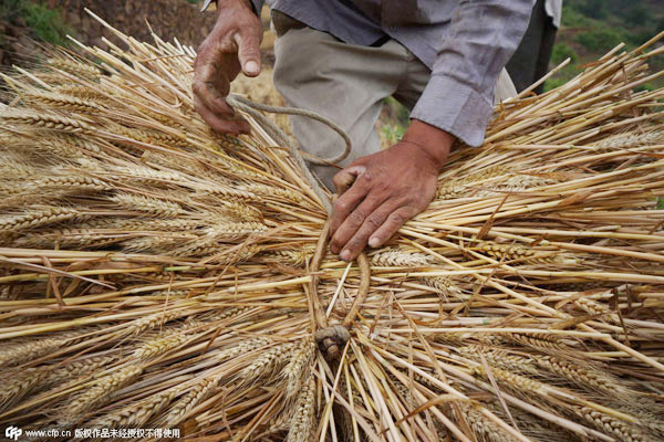 To ensure its food security, govt has to support farmers to grow more