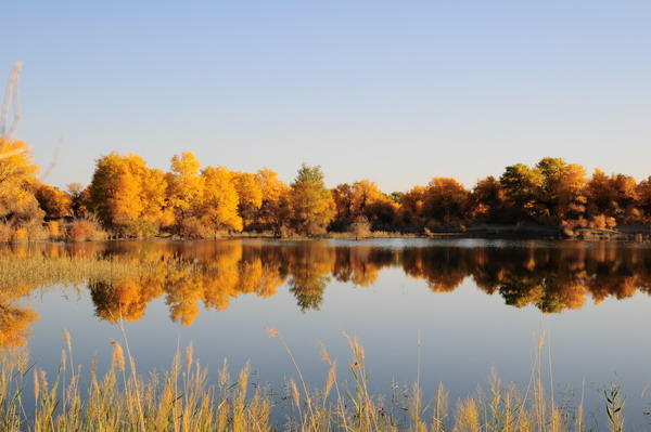 Populus euphratica in Luntai county: conserving the most beautiful trees