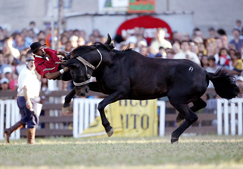 gaucho