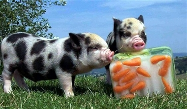 Pinky and Perky two four week old miniature piglets cool off at Pennywell Farm and Wildlife centre near Buckfastleigh, south western England Wednesday July 19, 2006 in this photo provided by the centre. The piglets were keeping cool with a huge lolly packed with carrots and other vegetables. 'The recent heatwave has been exhausting for everyone and animals are no exception,' said Catherine Tozer, assistant manager of the farm. 'All the animals have been struggling with the heat so we have just tried to do everything we can to make them more comfortable. 'After the initial shock and a bit of investigation, the ice lollies went down a real treat,' she said.[AP]