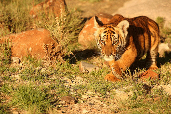 Save China's tigers