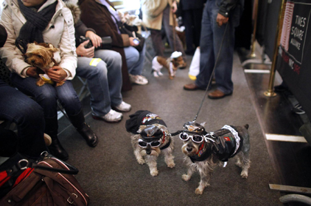 Times Square Dog Day Masquerade