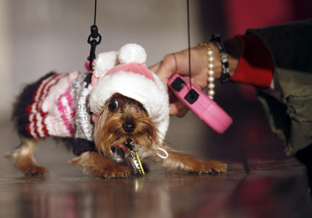 Times Square Dog Day Masquerade