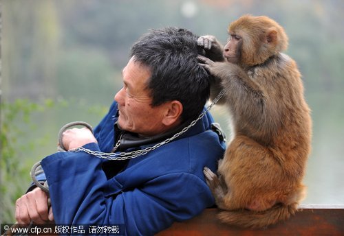 Monkey helps owner to look young