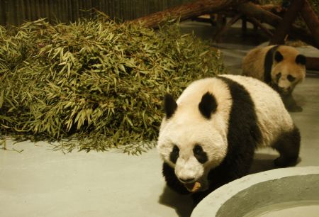 Expo pandas arrive in Shanghai