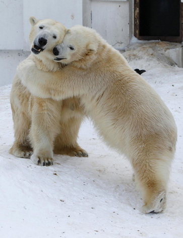 Light moments at Sapporo Maruyama Zoo