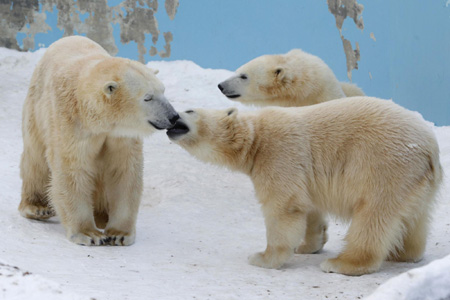 Light moments at Sapporo Maruyama Zoo