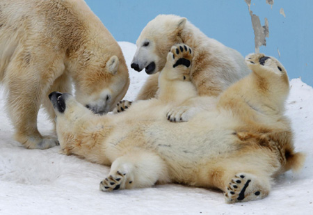 Light moments at Sapporo Maruyama Zoo