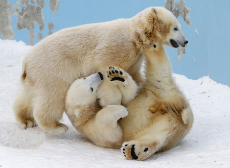 Light moments at Sapporo Maruyama Zoo