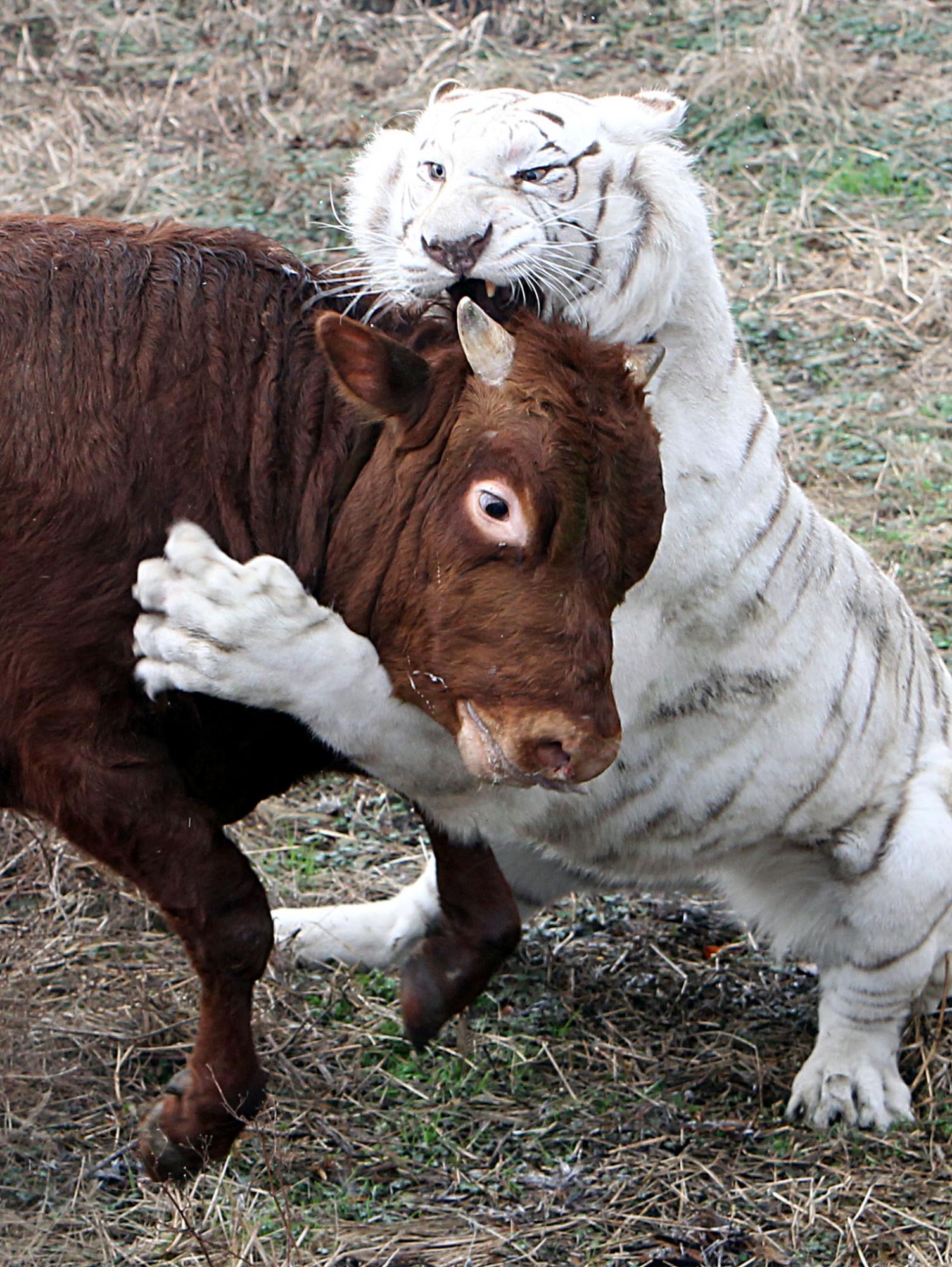 Fearless calf tames tiger