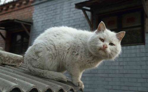 Chen Chuanping's <EM>hutong</EM> people