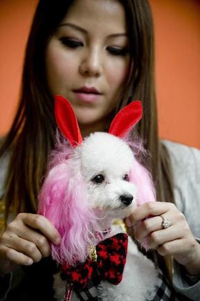 Cute dogs beauty contest in Hong Kong