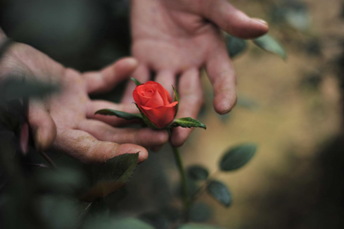 Flowers suffer from severe drought in Yunnan