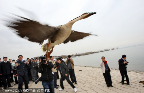 Rare birds released back to the wild