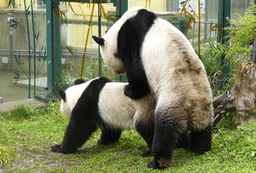 Vienna hopes for panda cub