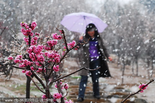 Shandong gets a coating of spring freeze