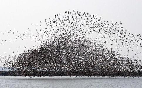 Birds Viewing Festival opens at China-DPRK border city