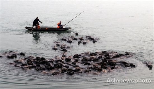 Buffalo Festival in SW China