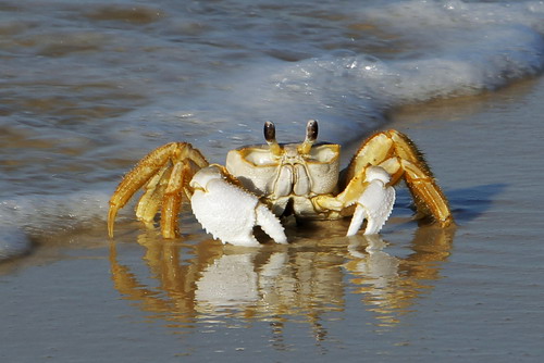 Gulf of Mexico oil clean-up continues