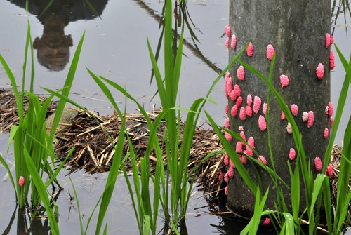 Rice farmers battle destructive field snails