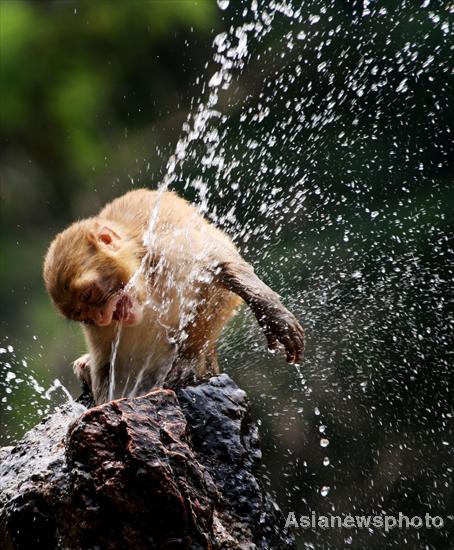 Zoo monkeys cool down with water