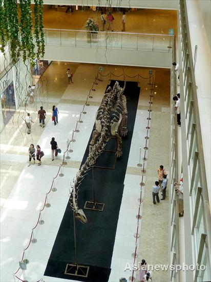 Asia's longest dinosaur fossil on display