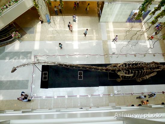 Asia's longest dinosaur fossil on display