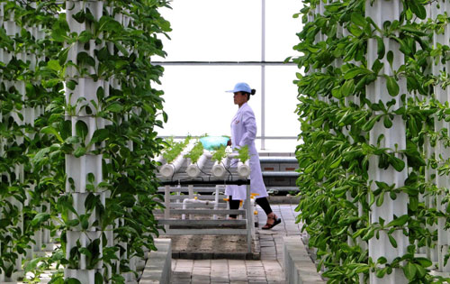 Vegetables thriving without soil