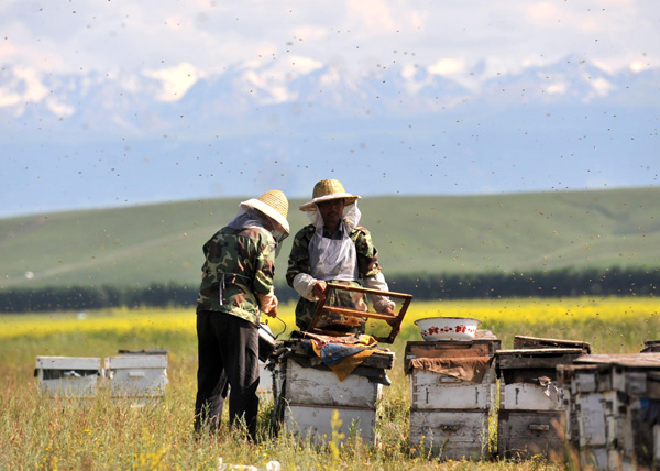 Farmers busy as bees collecting nectar