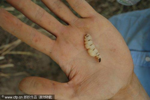 Termite nests destroyed for dyke security