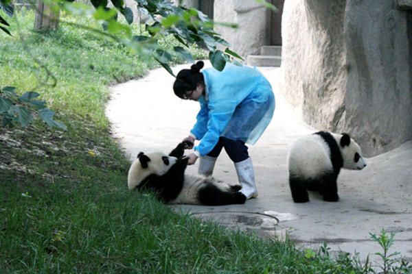 Pandas get a taste of the sweltering summer