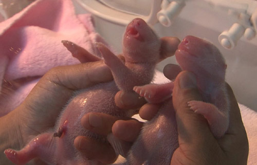 Twin panda cubs born in SW China