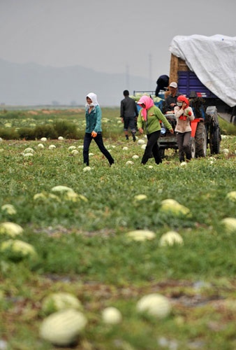 Watermelons thrive on gravel in NW China