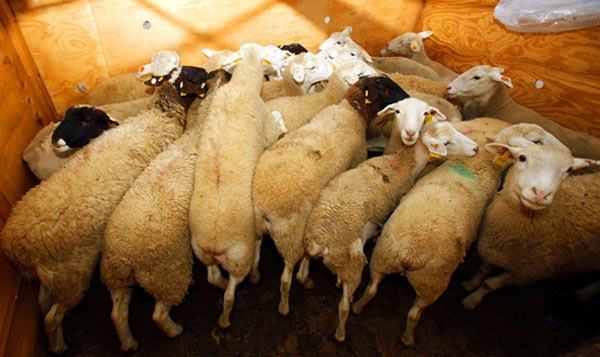 Inner Mongolia brings in Australian rams