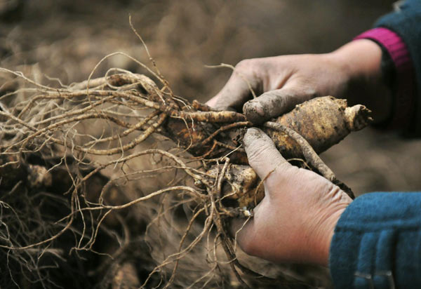 Asia's largest ginseng production centre in Jilin