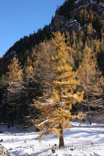 Winter beckons as early snow covers Tianshan