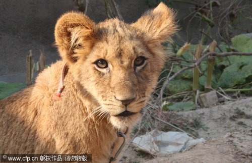 Liger keeps watch on vegetable field