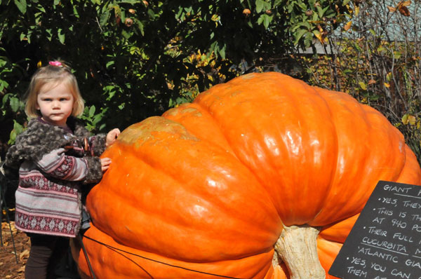 Giant pumpkins welcome upcoming Helloween