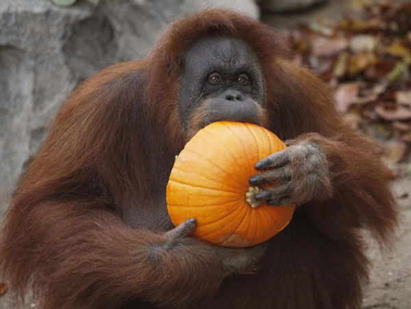 Orangutans enjoy 'Halloween-breakfast' in Hamburg