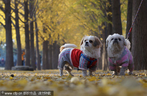 Golden autumn in Beijing attracts visitors