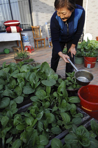 City rooftops become vegetable gardens