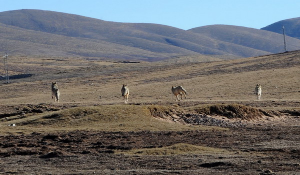 Wolves running along the road